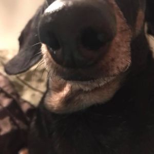 Meet your Posher, Angela